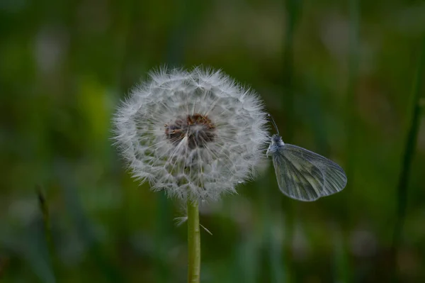 Papillon Des Bois Leptidea Sinapis Reposant Sur Tête Graine Pissenlit — Photo