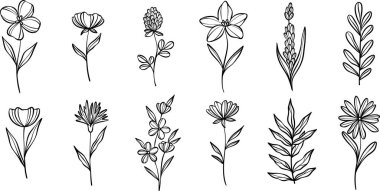 Çiçek çizgisi sanat karalamaları, doğrusal botanik çizimleri zarif zarif zarif klipsli sanat bahar çiçek seti.