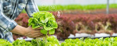 Çiftlikte hidrofonik sebze tutan çiftçi, doğal organik bitki büyümesi, toksik olmayan