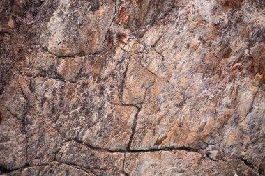 taşlaşmış ahşap doku arka plan