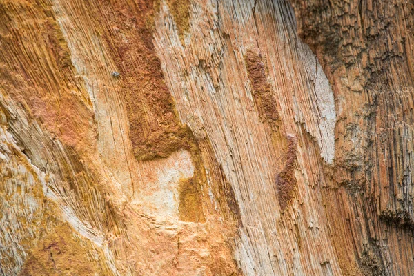 Der versteinerte Holz Textur Hintergrund — Stockfoto