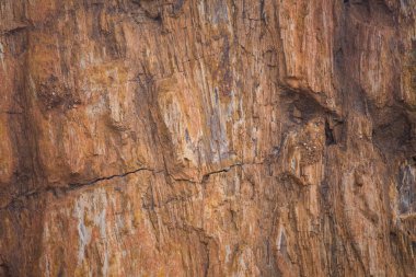 taşlaşmış ahşap doku arka plan