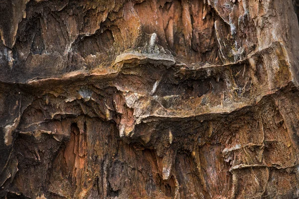 De versteende houtstructuur achtergrond — Stockfoto