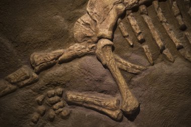 Dinozor Fosili Müzesi'nde