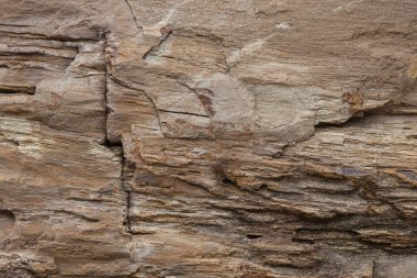 taşlaşmış ahşap doku arka plan