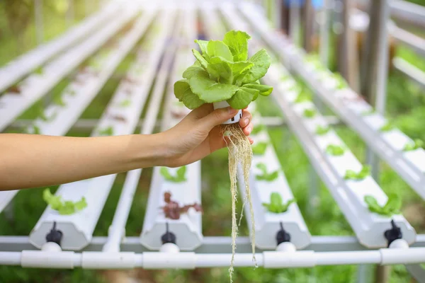 Hydroponics method of growing plants using mineral nutrient solu — Stock Photo, Image