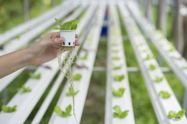 Método hidropônico de plantas em crescimento usando o nutriente mineral solu — Fotografia de Stock