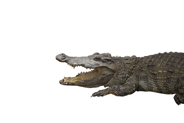 Vilda djur krokodil öppna mun isolerad på vit bakgrund — Stockfoto