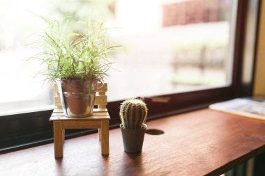 Kaktüs ahşap, kaktüs ahşap natürmort doğal üç kaktüs bitki üzerinde