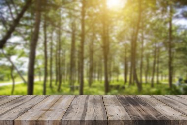 yeşil orman ve gün batımı boş alan