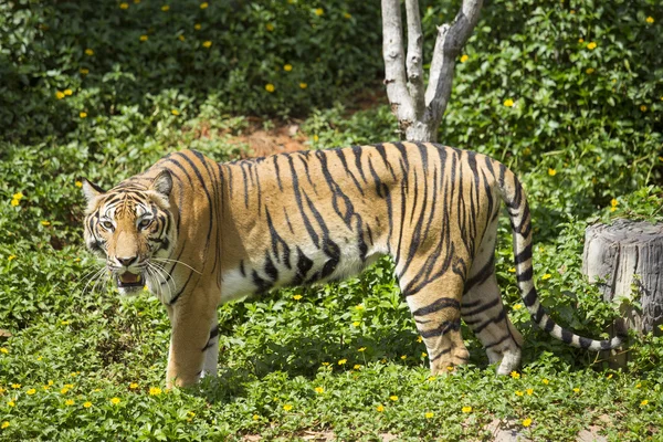 Tigre bengala olhando para a câmera — Fotografia de Stock