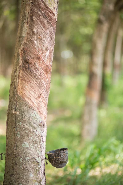 Rubberboom (Hevea Brasiliensis) als een bron van natuurlijke rubber — Stockfoto