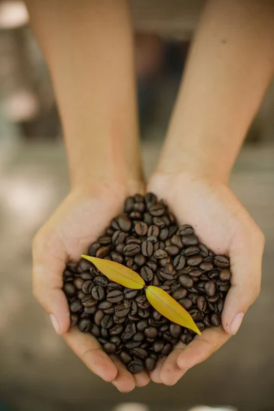 Coffee beans and coffee plant  in hands — Stock Photo, Image