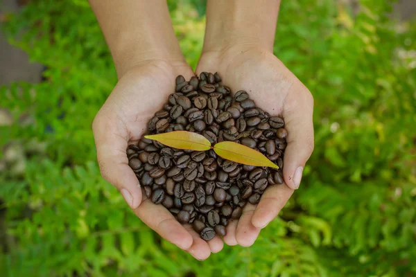 Coffee beans and coffee plant  in hands — Stock Photo, Image