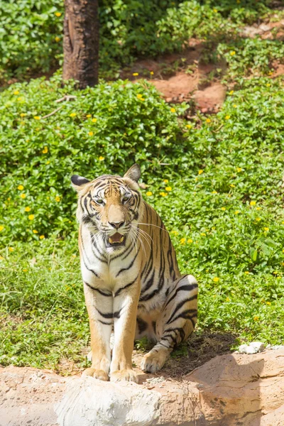 Tygrys Bengalski patrząc na kamery — Zdjęcie stockowe