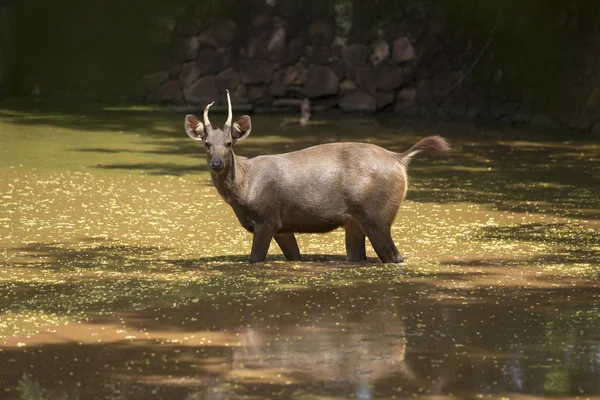 Un jeune cerf boit de l'eau — Photo