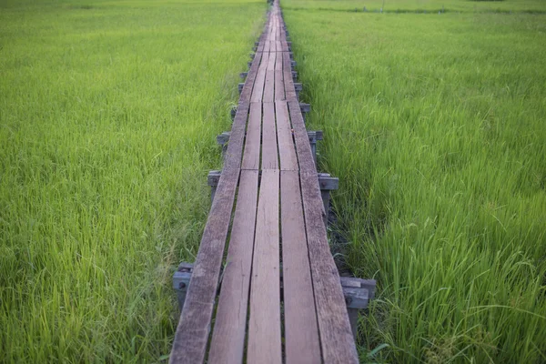 タイの緑の田んぼに木製の橋. — ストック写真