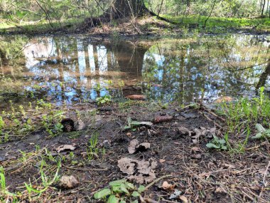 Bir su birikintisinde ağaçların ve gökyüzünün yansıması