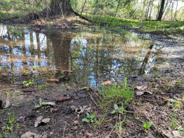 Bir su birikintisinde ağaçların ve gökyüzünün yansıması