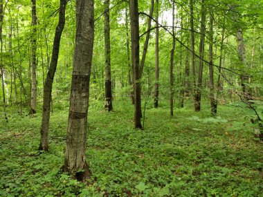 Yazın ormanda patika.