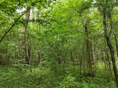 Yazın ormanda patika.
