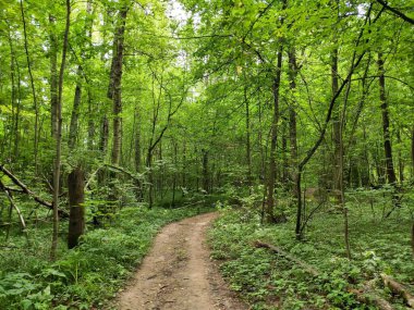 Yazın ormanda patika.