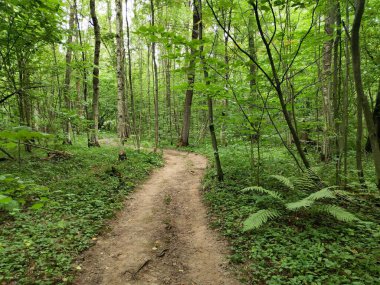 Yazın ormanda patika.