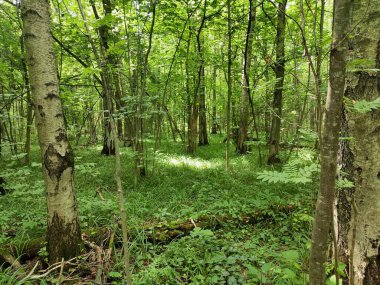 Yazın ormanda patika.