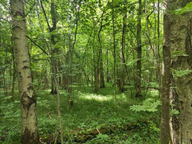 Yazın ormanda patika.