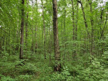 Yazın ormanda patika.