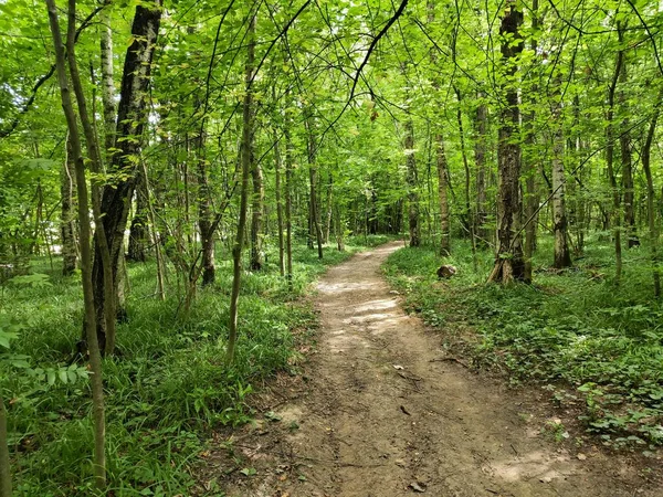 Path Forest Summer — Stock Photo, Image