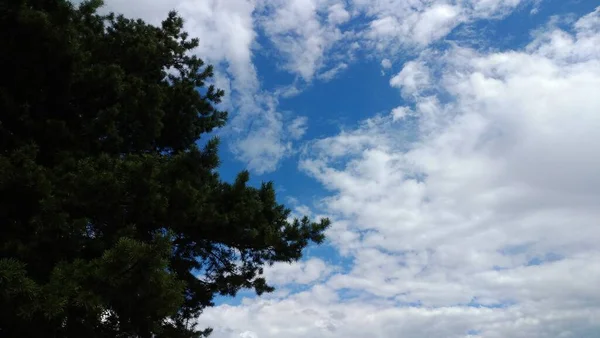 Himmel Durch Bäume Sommer — Stockfoto