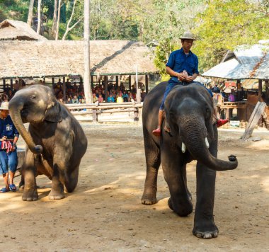 Chiangmai, Tayland - 20 Şubat: fil binmek fil ve fil Mae Sa fil kampında Chiangmai, Tayland 20 Şubat 2016 üzerinde dans ediyor