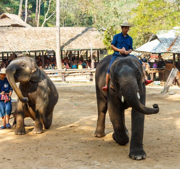 Chiangmai, Thailand - 20 februari: mahout olifant rijden en olifant is dansen op 20 februari 2016 in Mae Sa olifanten kamp, Chiangmai, Thailand — Stockfoto