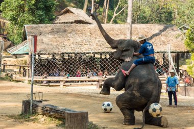 Chiangmai, Tayland - 20 Şubat: fil ayaklarından yükseltmek, feryat ve Mae Sa fil kampında Chiangmai, Tayland 20 Şubat 2016 üzerinde futbol tekmelemeye hazır olun