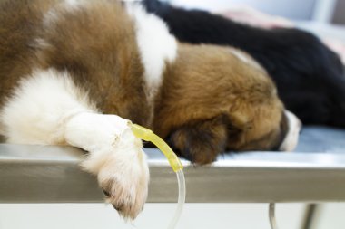 hastalık köpekle işletim masa veteriner'ın kliniği olarak intravenöz damla (Tay bangkaew köpek)