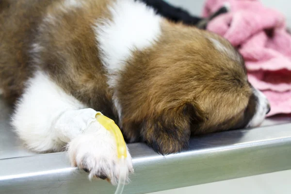 Illness puppy ( Thai bangkaew dog ) with intravenous drip on operating table in veterinarian's clinic — Stock Photo, Image