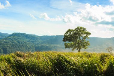 Ağaç ve otlak phu-lom-lo dağ , Loei , Tayland . nerede 100.000 'den fazla yabani himalaya kiraz . ( Prunus cerasoides ) ( Tayland Sakura ) 