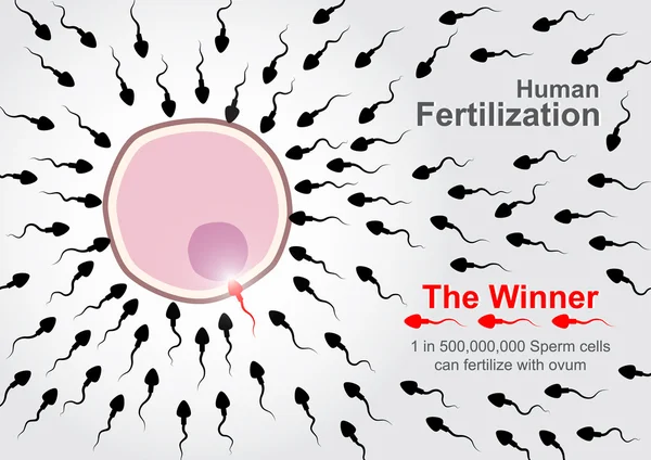Fertilização humana — Vetor de Stock