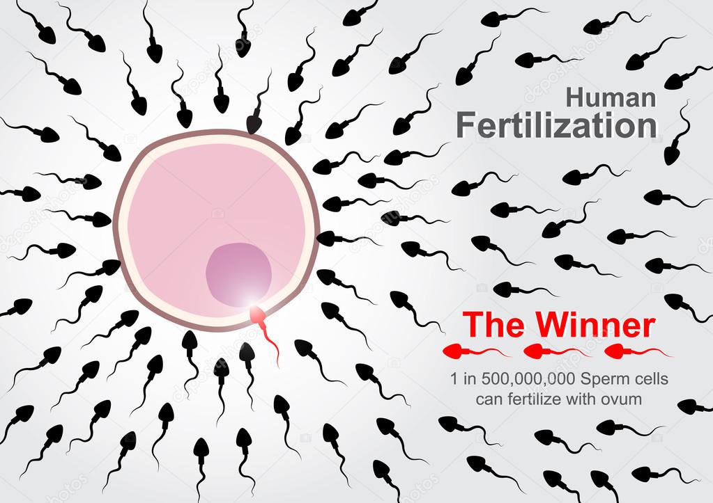 Human Fertilization