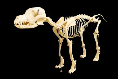 Beyaz blackground köpek iskelet modeli