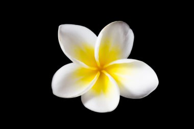 Plumeria