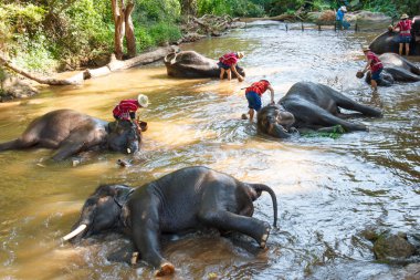 Tay fil Maesa fil kampında, Chiang Mai, Tayland fil (fil sürücüsü, fil kaleci) ile bir banyo almak oldu