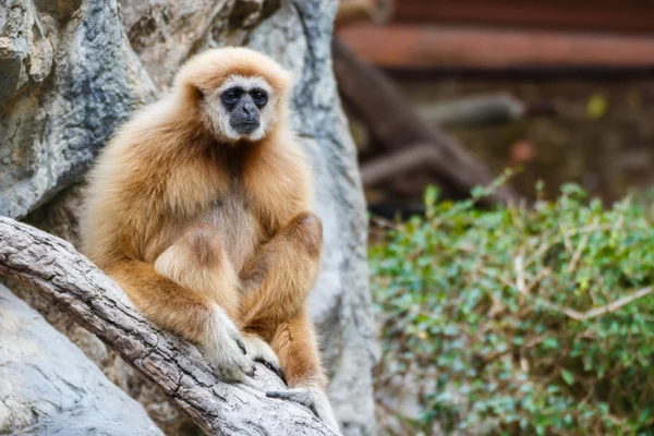 Gibbon (Hylobates lar), Chiangrai, Tailandia —  Fotos de Stock