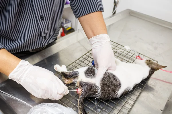 Vétérinaire tenir la force et enlever les excréments (lavement) de chaton (contre — Photo