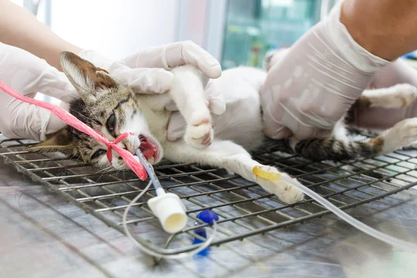 Kedi işletilen üzerinde tablo Tayland veteriner tarafından faaliyet — Stok fotoğraf