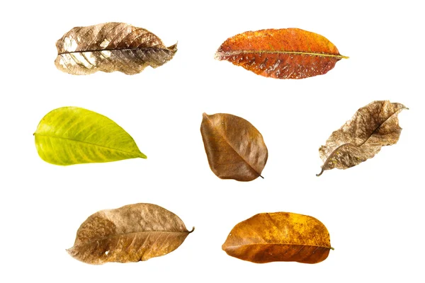 Сбор сухих листьев — стоковое фото