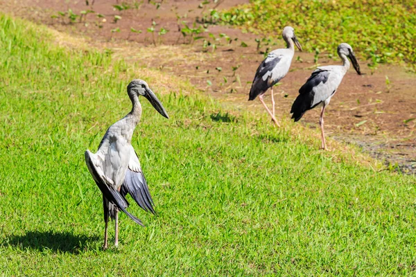 Open-billed stork — Stock Photo, Image