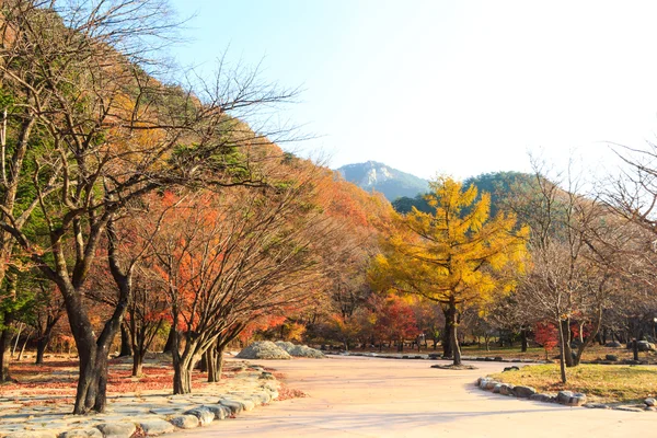 Sonbaharda renkli ağaçlar — Stok fotoğraf