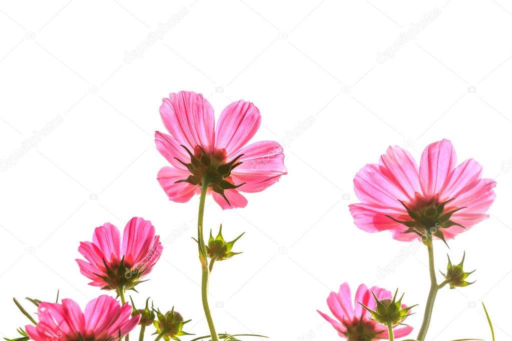 pink cosmos on isolated background